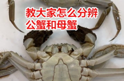 公蟹母蟹的区别图片,公蟹与母蟹的形态差异与美味解析