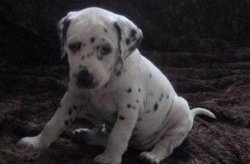 斑点狗好养吗
