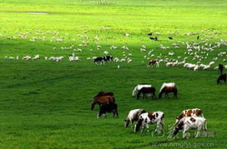 内蒙古旅游网,草原风情、大漠风光与民族魅力的全景之旅