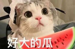 娱乐吃瓜君宠物,揭秘明星宠物的趣味生活
