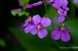 二月兰图片,紫色花海中的自然画卷