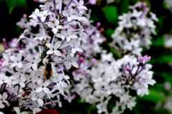 丁香花开,丁香花开的浪漫诗篇