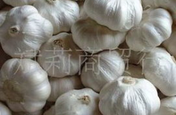 河南大蒜最新价格,新旧蒜竞争加剧