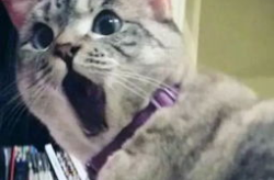 娱乐吃瓜酱猫糊糊,揭秘娱乐圈幕后故事，带你领略明星真实生活