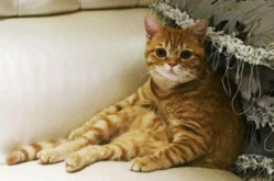 娱乐吃瓜君猫咪瘫痪,从困境到希望的蜕变之旅