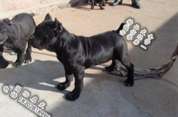 卡斯罗犬图片,勇猛与温顺并存的守护者风采