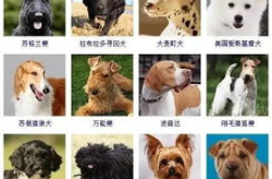狗狗图片大全,萌宠瞬间，治愈心灵